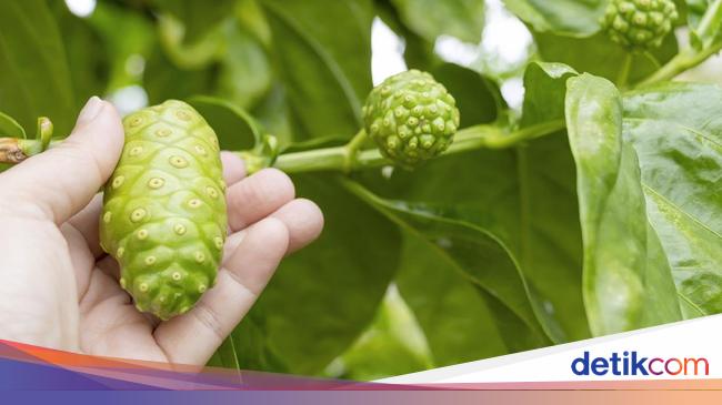 Bitter taste, these are the benefits of noni for health and beauty