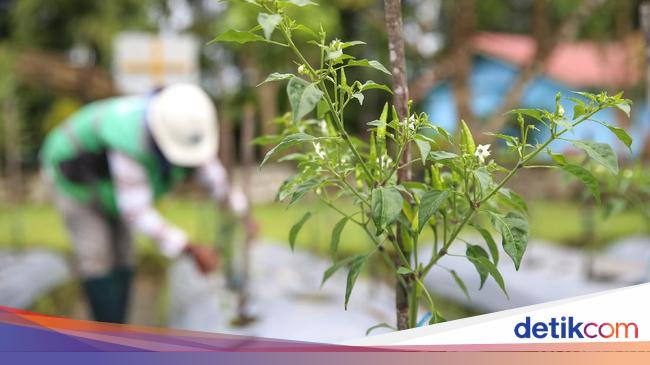 Ekologi Adalah Pengertian Konsep Ruang Lingkup Dan Manfaat 3738