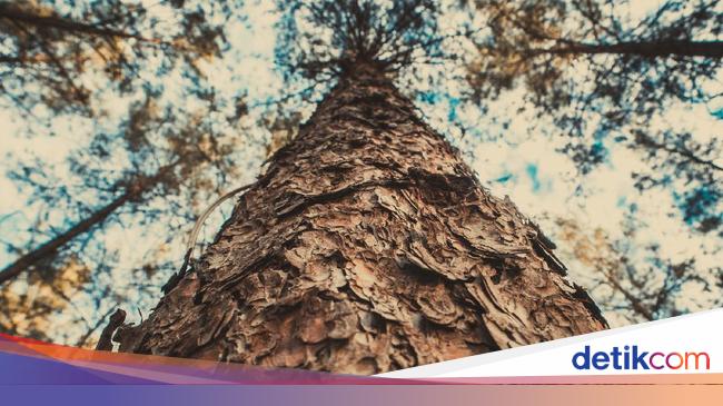Mengapa ranting pohon dapat dikatakan bahan alam