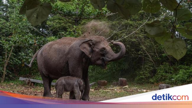 2 Cukong Perambah TNTN Ditangkap, Pegiat Lingkungan Apresiasi Polda Riau
