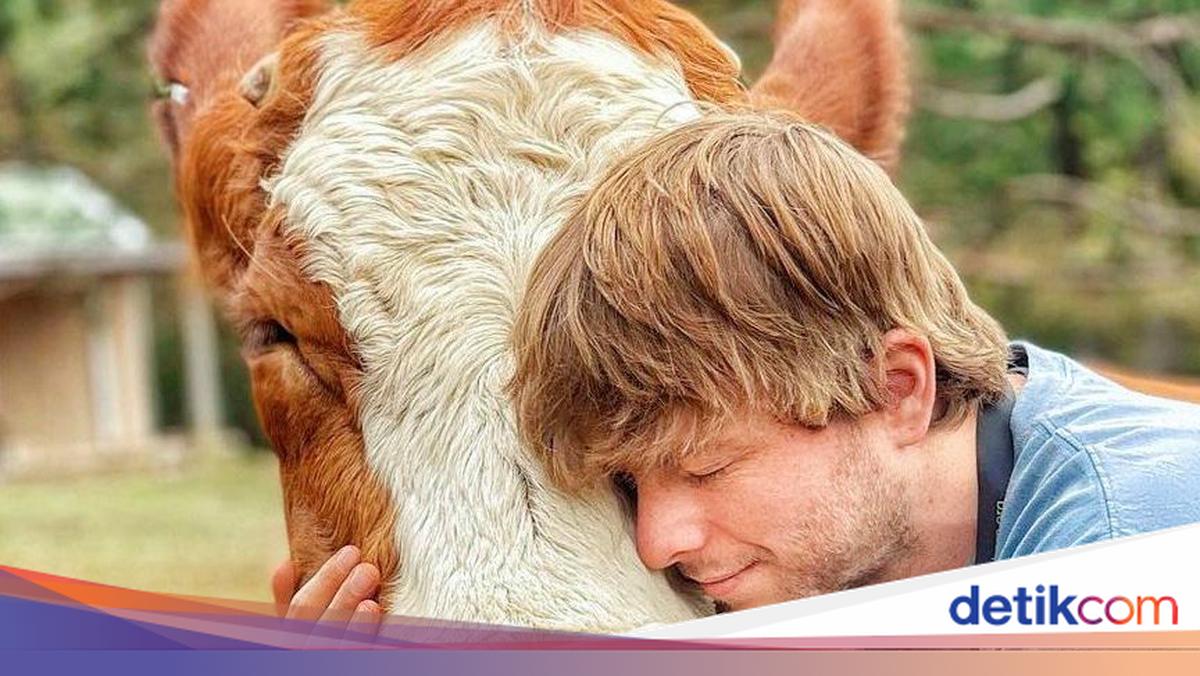 Sapi Stres Lepas Stres Dengan Peluk Sapi, Hingga Garuk-garuk Perut Babi