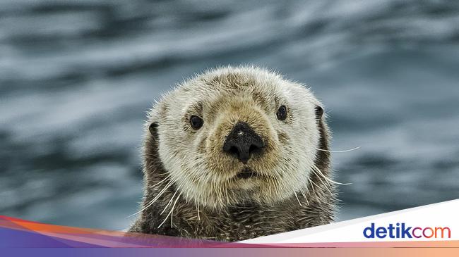 fakta-tentang-otter-hewan-gemoy-mirip-berang-berang