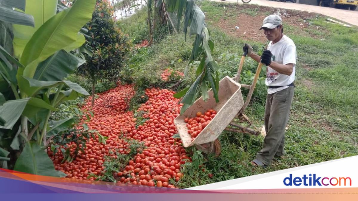 Harga Tomat Anjlok, Pemerintah Minta Pemda Gelar Aksi Bela Beli