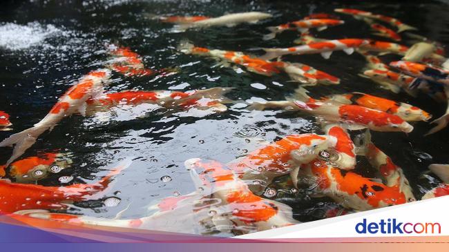 Ikan Hias Air Tawar Terindah √ Ciri Dan Jenis Yang Kuat Hidup
