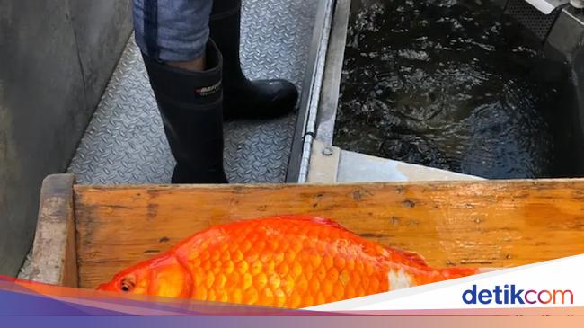 Consumed in Indonesia, goldfish are scary in Canada