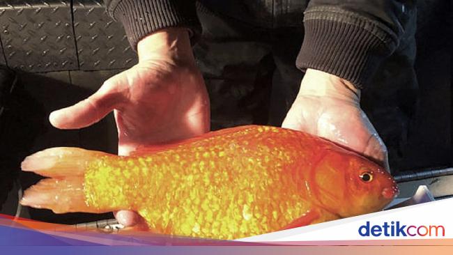 Goldfish is uncomfortable in Canada, England and America