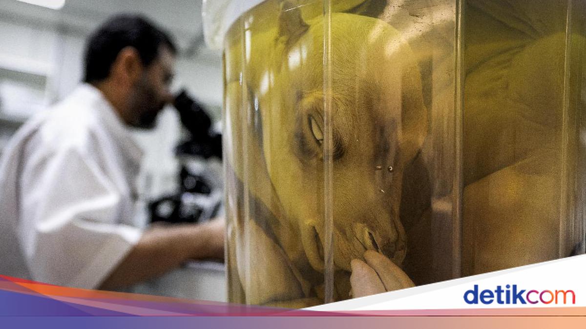 Yalangoch Katya Klepning külotsiz fotosurati Yalangoch Katya Klepning külotsiz fotosurati