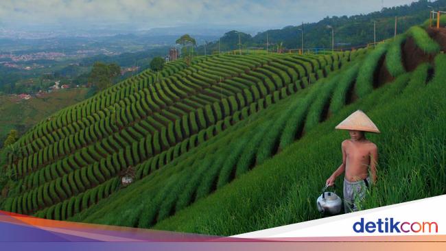 Wisatawan Berfoto di Terasering Kajoran