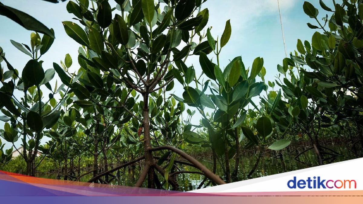 Rawa: Pengertian, Ciri-ciri, dan Jenisnya