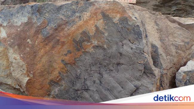 Zaman Dulu, Hewan Kaki Seribu Sebesar Mobil