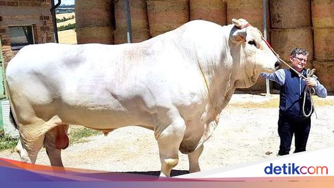 Sapi Tebesar Saingan Sapi Presiden, Ini Chianina Jenis Sapi Terbesar di Dunia