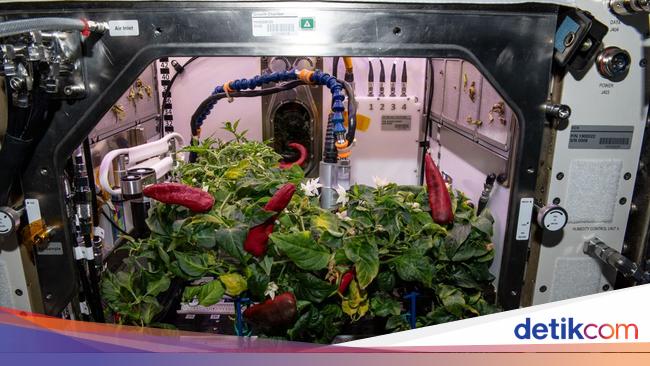 Why Astronauts Grow Chilies and Vegetables in Space?