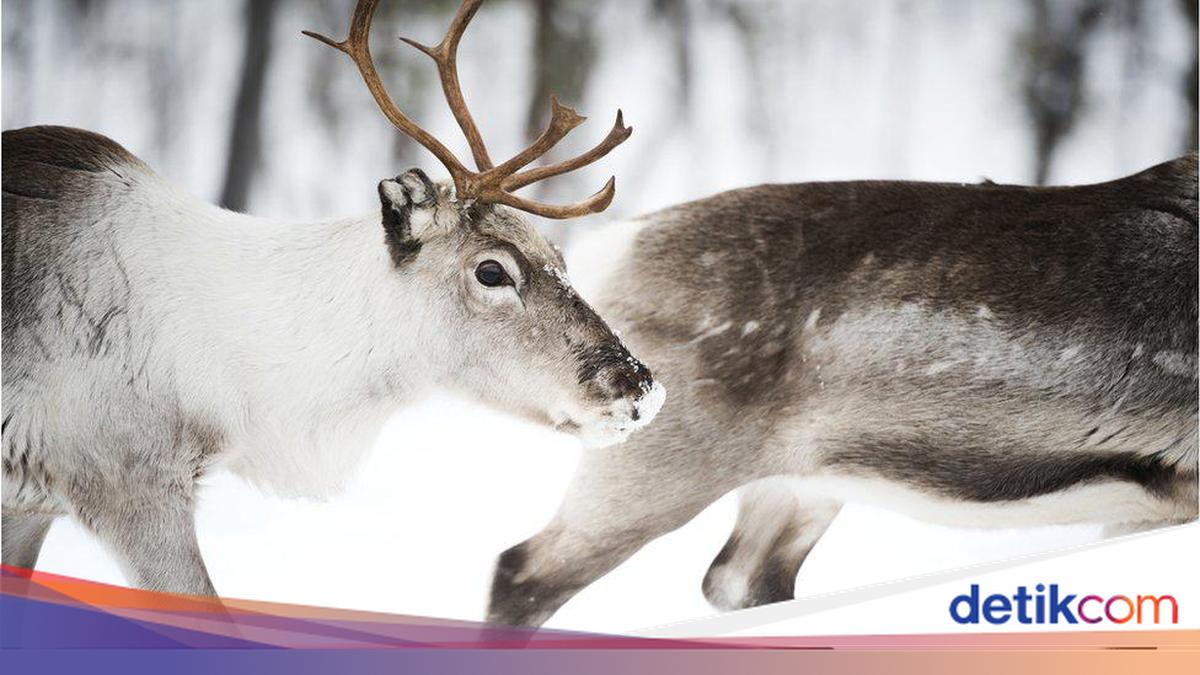 Kenapa Natal Identik dengan Rusa? Ini Asal-usulnya hingga Jadi Ikon ...