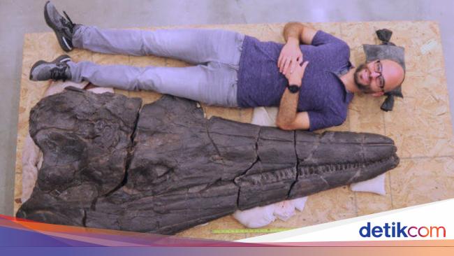 Newest Marine Giant Fossil Found, Its Body Could Be The Size Of A Whale