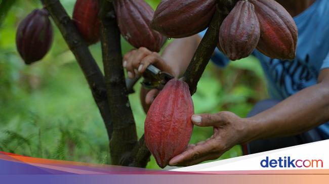 Halloween Tahun Ini Dihantui Krisis Cokelat