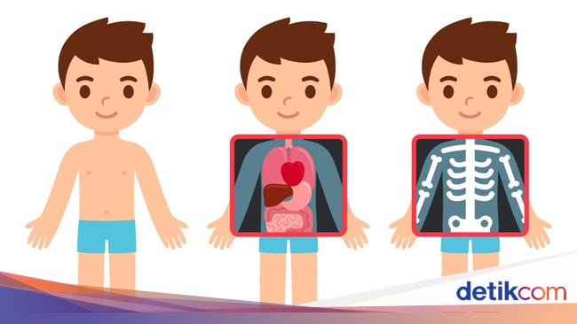 Mengenal Anatomi Tubuh Manusia Berikut 12 Sistem Organ Yang Dimilikinya