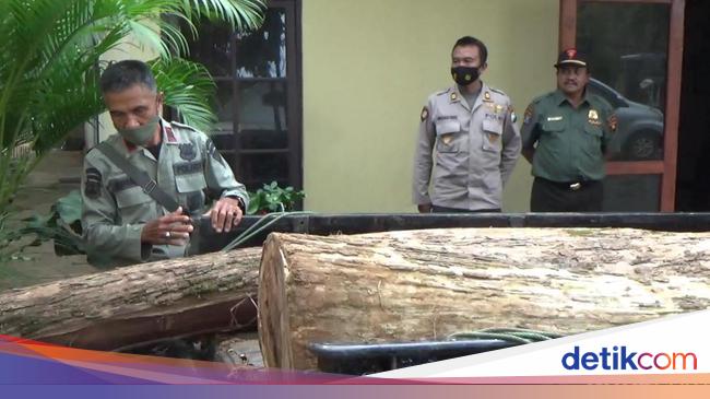 Pelaku Illegal Logging di Probolinggo Dibekuk Usai Beli  