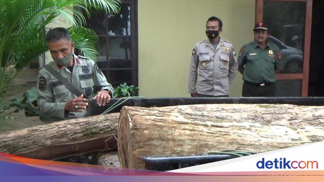 Pelaku Illegal Logging di Probolinggo Dibekuk Usai Beli   Pelaku Illegal Logging di Probolinggo Dibekuk Usai Beli