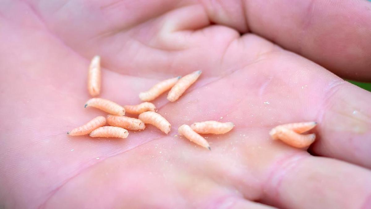 うじ虫を誤って飲み込んだ？医師が身体への影響を解説