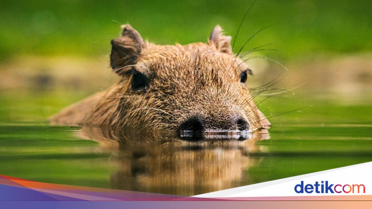 8 Orang Ditangkap di Brasil Usai Aniaya Kapibara dengan Tongkat dan Besi