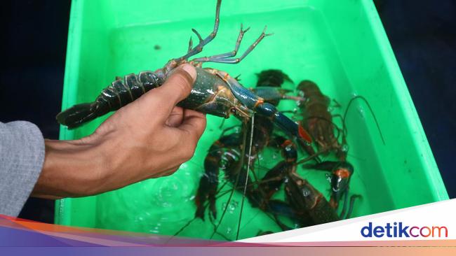 Ternak Lobster Air Tawar Bisa Menjanjikan, Ini Cara hingga Modalnya