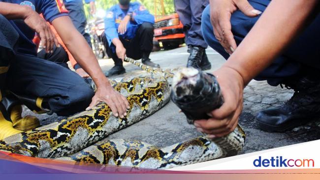 Horrifying Video of Python Eating a Cow Alive - World Today Journal