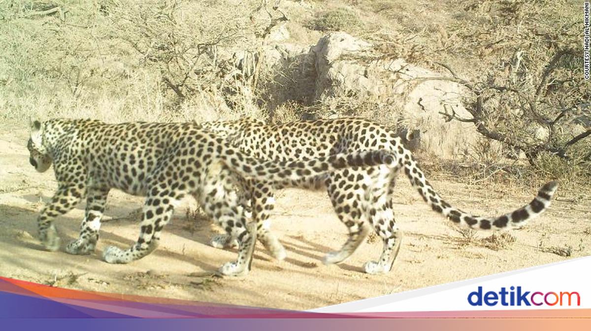 Tutul Tips Ternyata Ini Fungsi Belang dan Bintik pada Macan Tutul hingga Zebra
