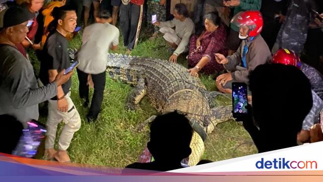 This is the figure of a Palu resident who caught the ‘legendary’ crocodile with a ban on it