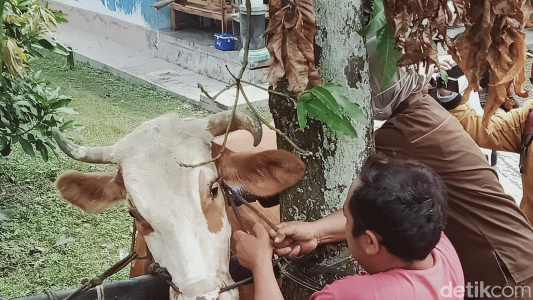 Antraks Merebak Di Gunungkidul, Pakar Unair Soroti Tradisi Ini