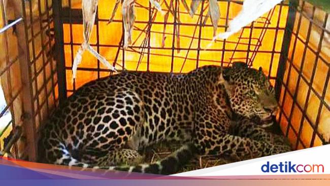 Konflik Macan Tutul Gunung Sawal vs Warga Ciamis: 60 Domba Jadi Korban