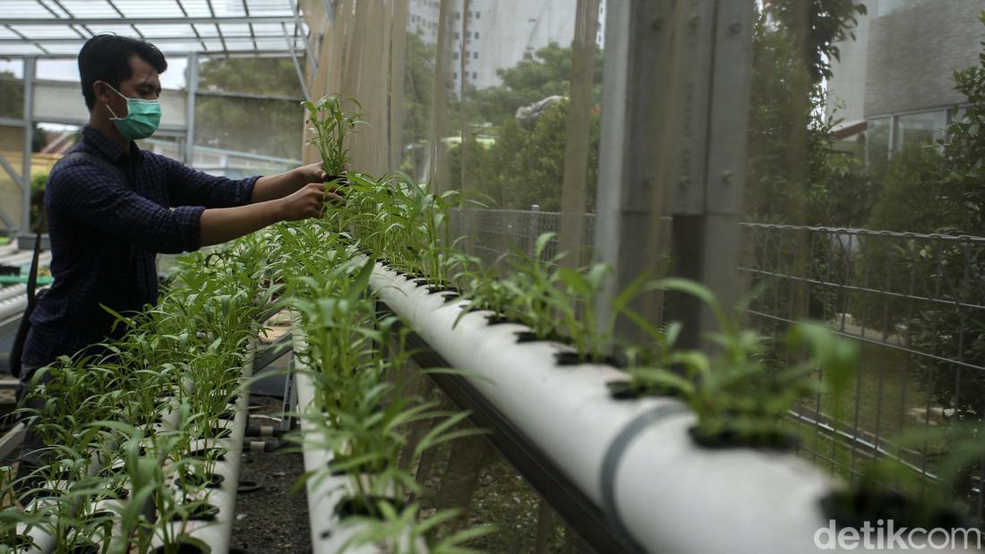 Hidroponik Adalah: Manfaat, Metode, Jenis Tanaman, Dan Cara Membuat