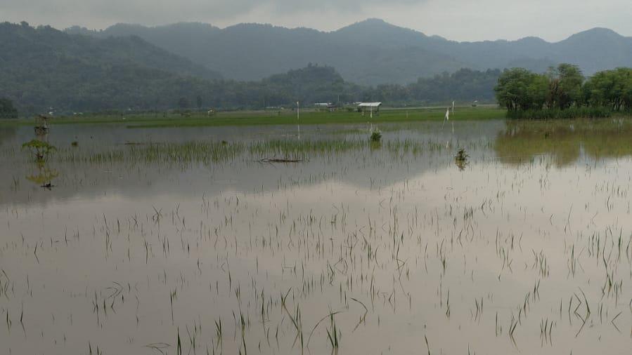 222 Hektare Lahan Pertanian Di Tulungagung Terendam Banjir