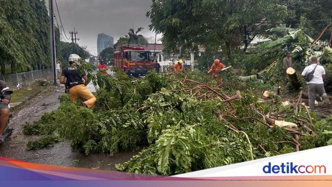 Pohon Di 13 Titik Tumbang Saat Surabaya Dilanda Hujan Disertai Angin