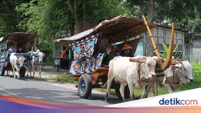 Sensasi Jadul Wisata Keliling Desa Diantar Bajingan Naik Gerobak Sapi