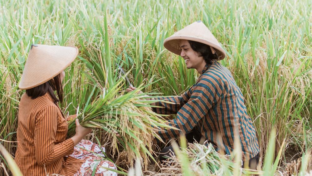 Sejarah Hari Tani Nasional 24 September Hingga Lahirnya UU Pokok Agraria