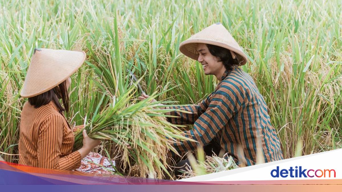 Sejarah Hari Tani Nasional 24 September hingga Lahirnya UU Pokok Agraria