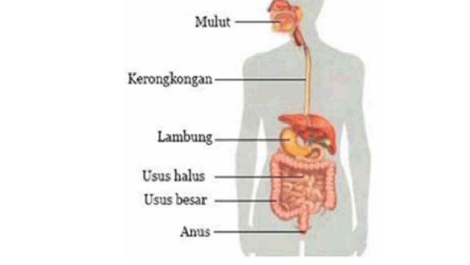 5 Fungsi Kerongkongan Pada Sistem Pencernaan Tubuh Manusia