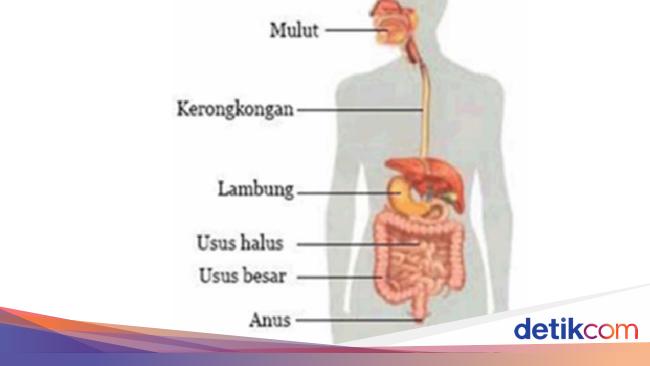 5 Fungsi Kerongkongan Pada Sistem Pencernaan Tubuh Manusia 