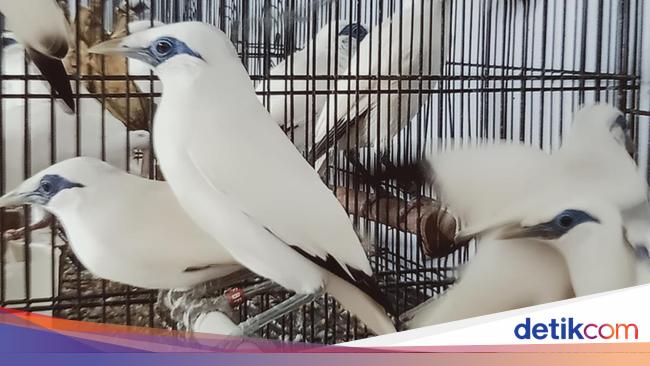 Ternyata! Populasi Jalak Bali di Klaten Lebih Banyak dibanding Daerah Asalnya