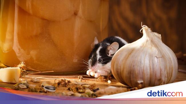 7 Bahan Dapur Ini Ampuh Singkirkan Tikus di Rumah, Coba Yuk!