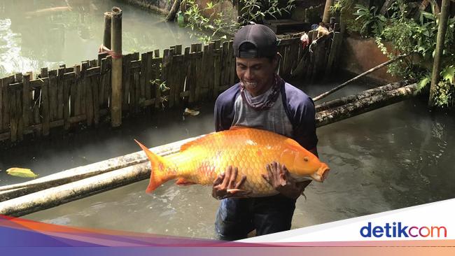 Snapshot Lincahnya Ikan Mas Raksasa Yang Viral Di Sukabumi