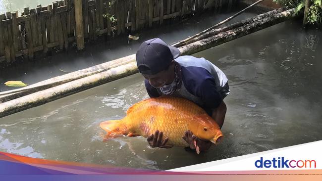 Viral Ini Penampakan Ikan Emas Raksasa Di Situ Kubang Sukabumi