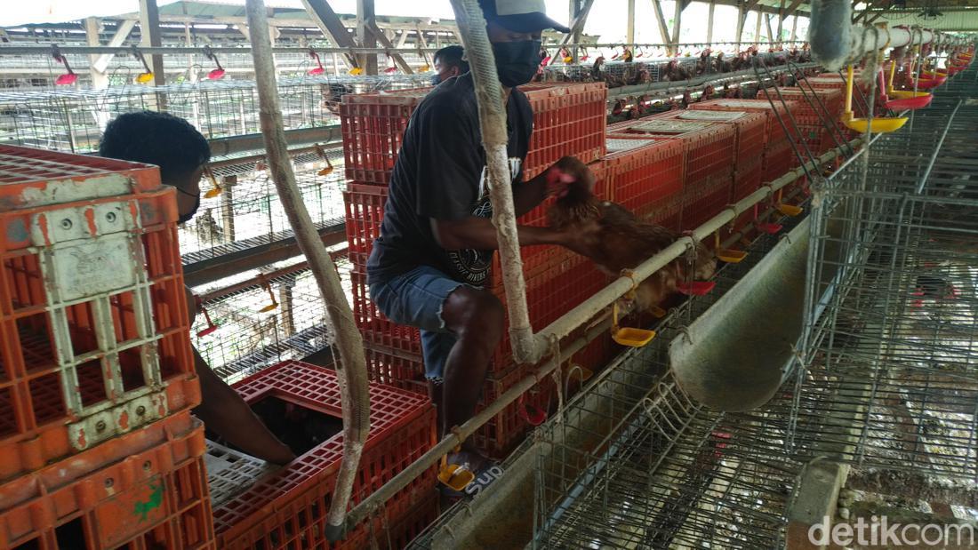 Beda Harga Telur Ayam Tingkat Peternak Dan Pasar Di Lamongan