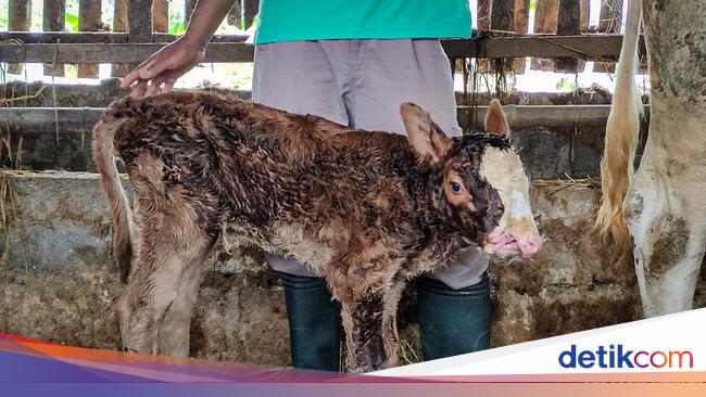 8 Ekor Anak Sapi Mati, Dugaan Digigit Anjing Liar