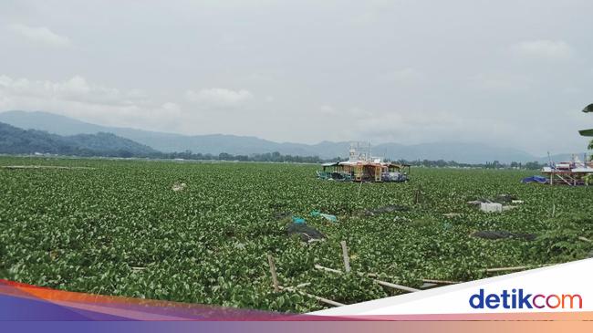 Eceng Rawa Eceng Gondok Rawa Jombor Klaten Bikin Pusing Nelayan