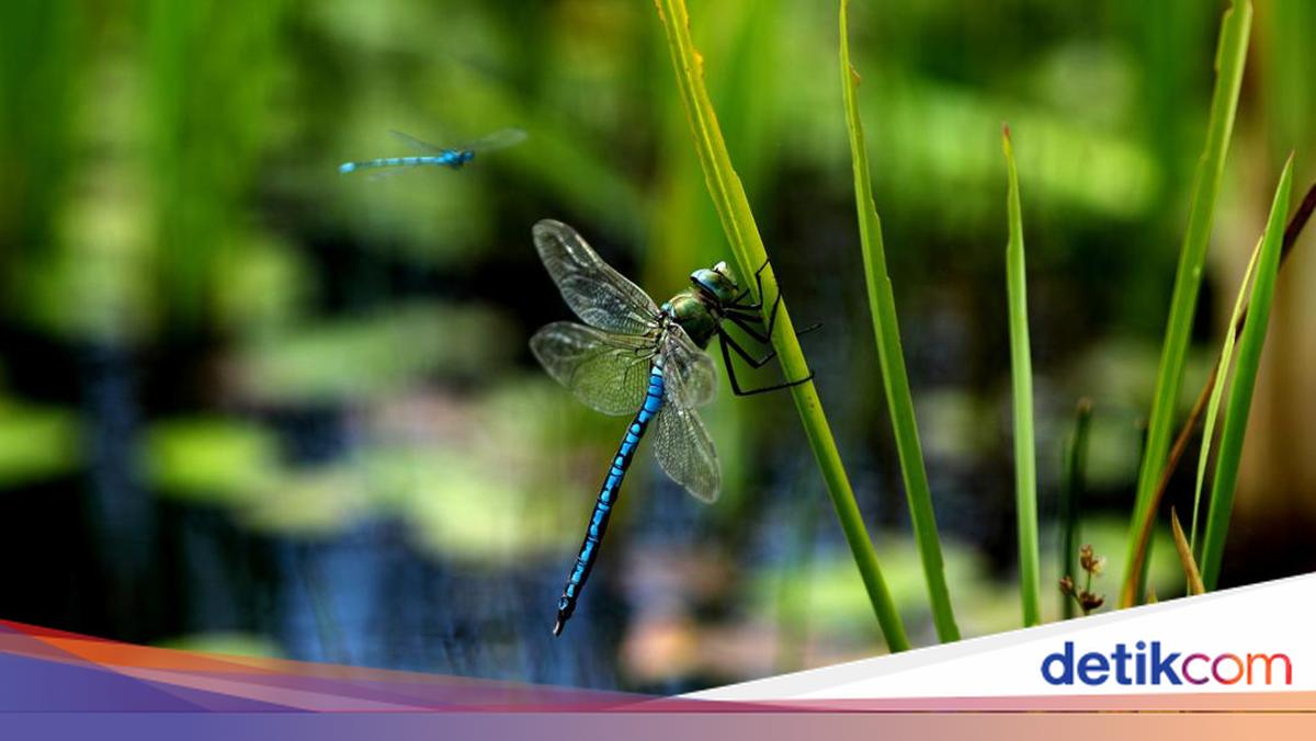 Capung Masuk Rumah Tanda Baik atau Buruk? Ini Makna di Balik Mitosnya