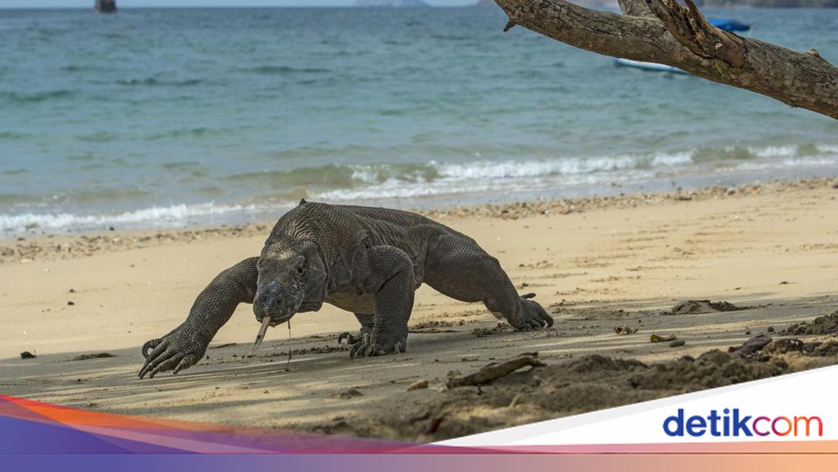 Curi-Jual Komodo ke Surabaya, 2 Pria di Manggarai Timur Ditangkap Polisi