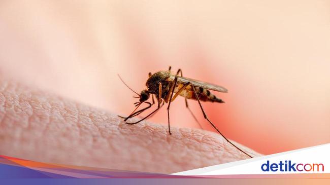 Are You More Often Bitten by Mosquitoes?  This Could Be The Cause