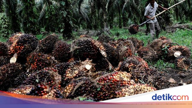 Oil Palm Farmers Shout to Lift Export Ban, Ministry of Trade Officials Say This