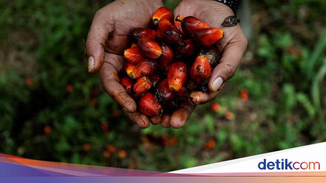 Harga Referensi CPO Naik Jadi US$ 910,9/MT